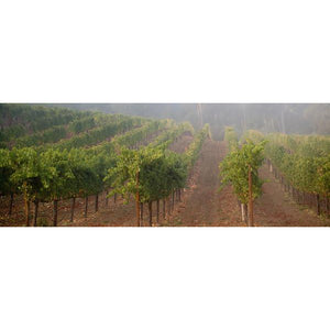 Napa Valley's Top Cult Wineries