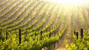 "A Perfect Vintage" Wine Documentary